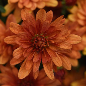 Kickin' Spicy Orange - 9"x6" Potted Garden Mum