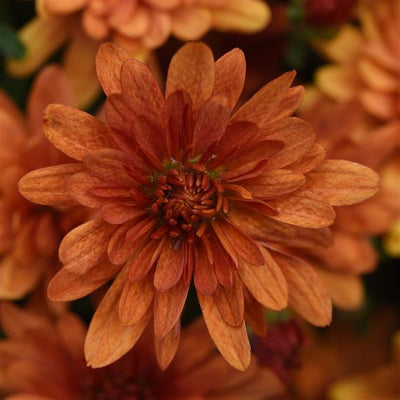 Kickin' Spicy Orange - 9"x6" Potted Garden Mum