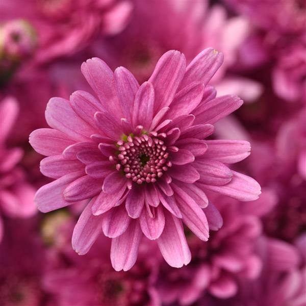 Axios Pink - 8"x5" Potted Garden Mum