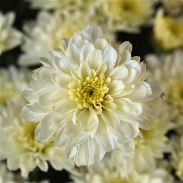 Cyclone White - 8"x6" Potted Garden Mum