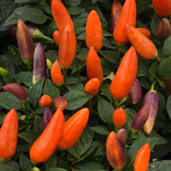Acapulco Multicolor Ornamental Pepper - 5" Fall Annuals