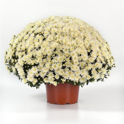 Axios White - 10" Garden Mum Hanging Basket