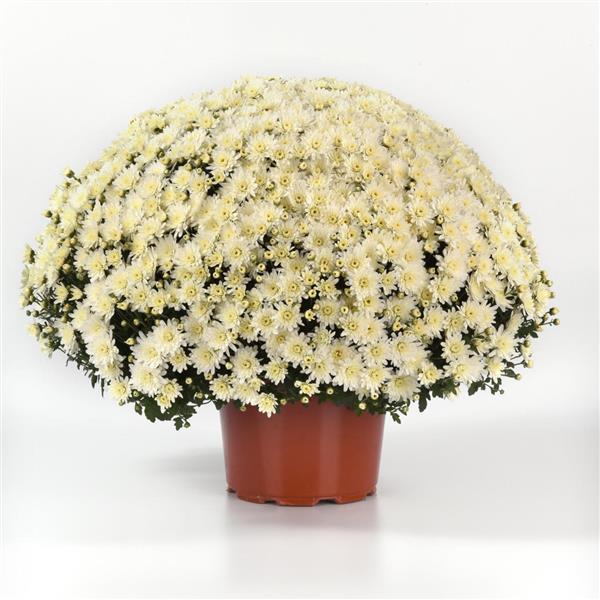 Axios White - 10" Garden Mum Hanging Basket