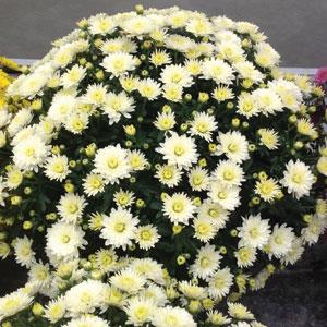 Paradiso White - 5" Potted Garden Mum