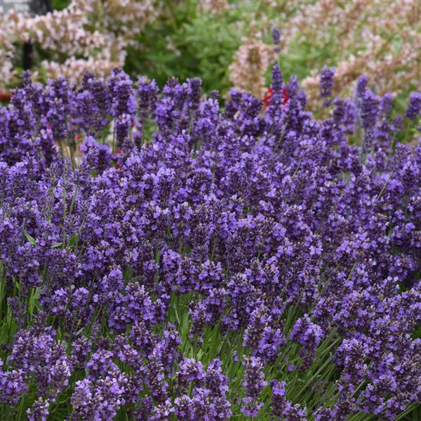 Lavandula ang SuperBlue - 4.33" Potted Herb