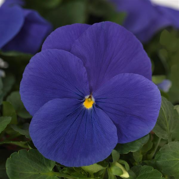 Pansy Matrix True Blue - 6 Pack Annual