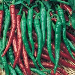 Pepper Cayenne Long Thin - 4" Potted Vegetable