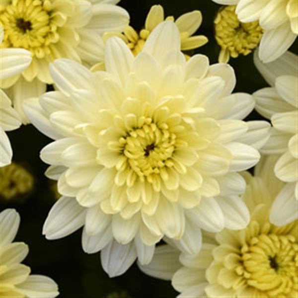 Avalon Crème White - 11" Garden Mum Hanging Basket