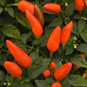 Acapulco Orange Ornamental Pepper - 5" Fall Annuals