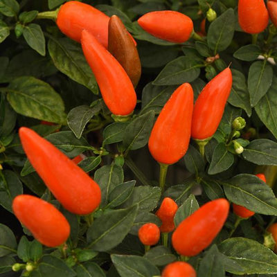 Acapulco Orange Ornamental Pepper - 5" Fall Annuals