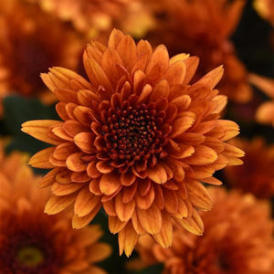 Katelli Bronze - 5" Potted Garden Mum