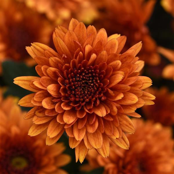 Katelli Bronze - 5" Potted Garden Mum