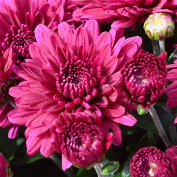 Plumberry Purple - 9"x6" Potted Garden Mum