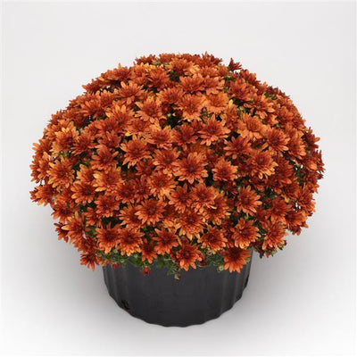 Kickin Spicy Orange - 10" Deco Pot Garden Mum