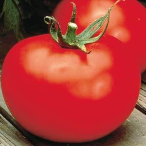 Tomato Better Boy - 4" Potted Vegetable