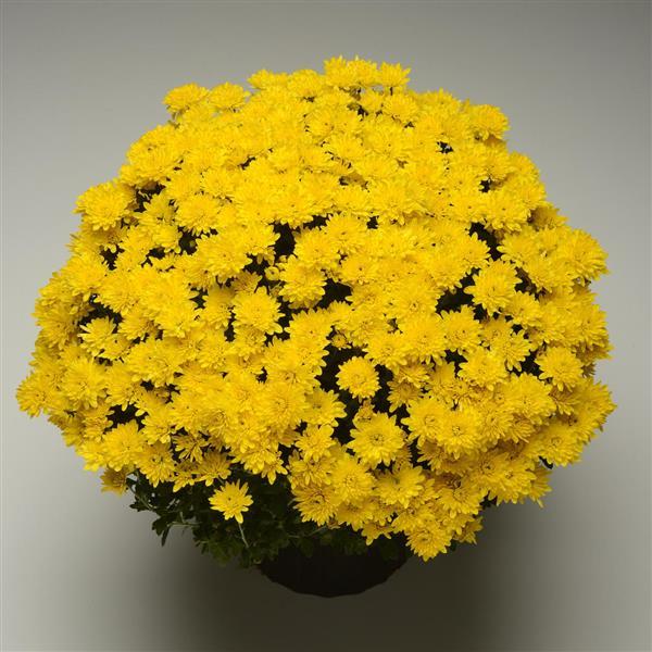 Avalon Golden Yellow - 5" Potted Garden Mum