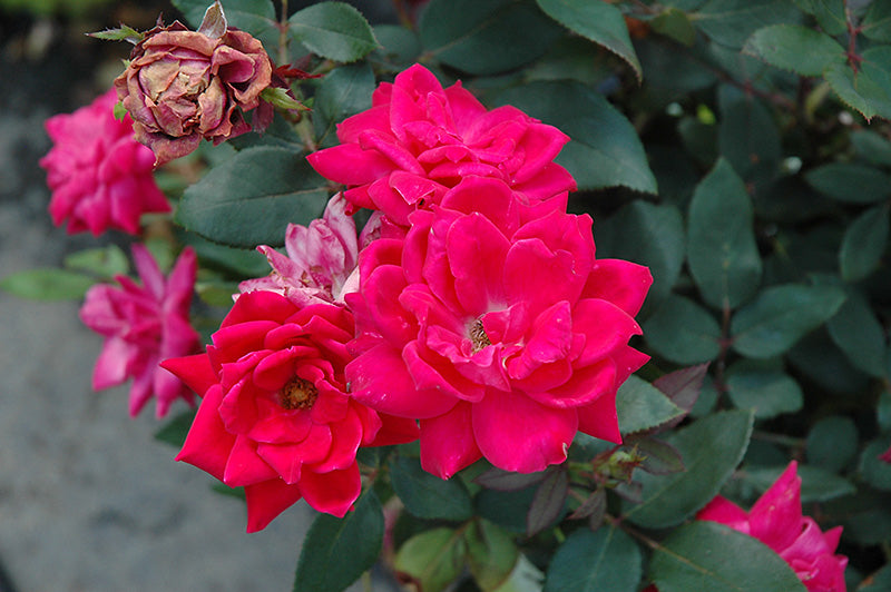 Rose Double KO Red