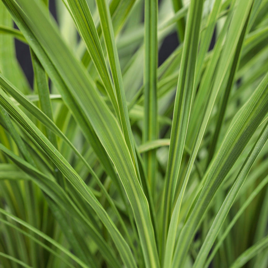 Dracaena indivisa Spikes - 4" Accent Plant