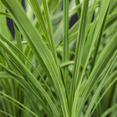 Dracaena indivisa Spikes - 4" Accent Plant