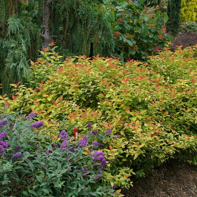 Spirea Double Play Candy Corn