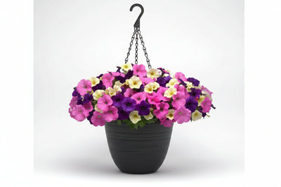 Petunia Easy Wave 701 Loving It Mix - 11" Hanging Basket