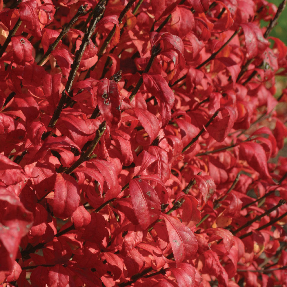 Euonymus Fireball Burning Bush