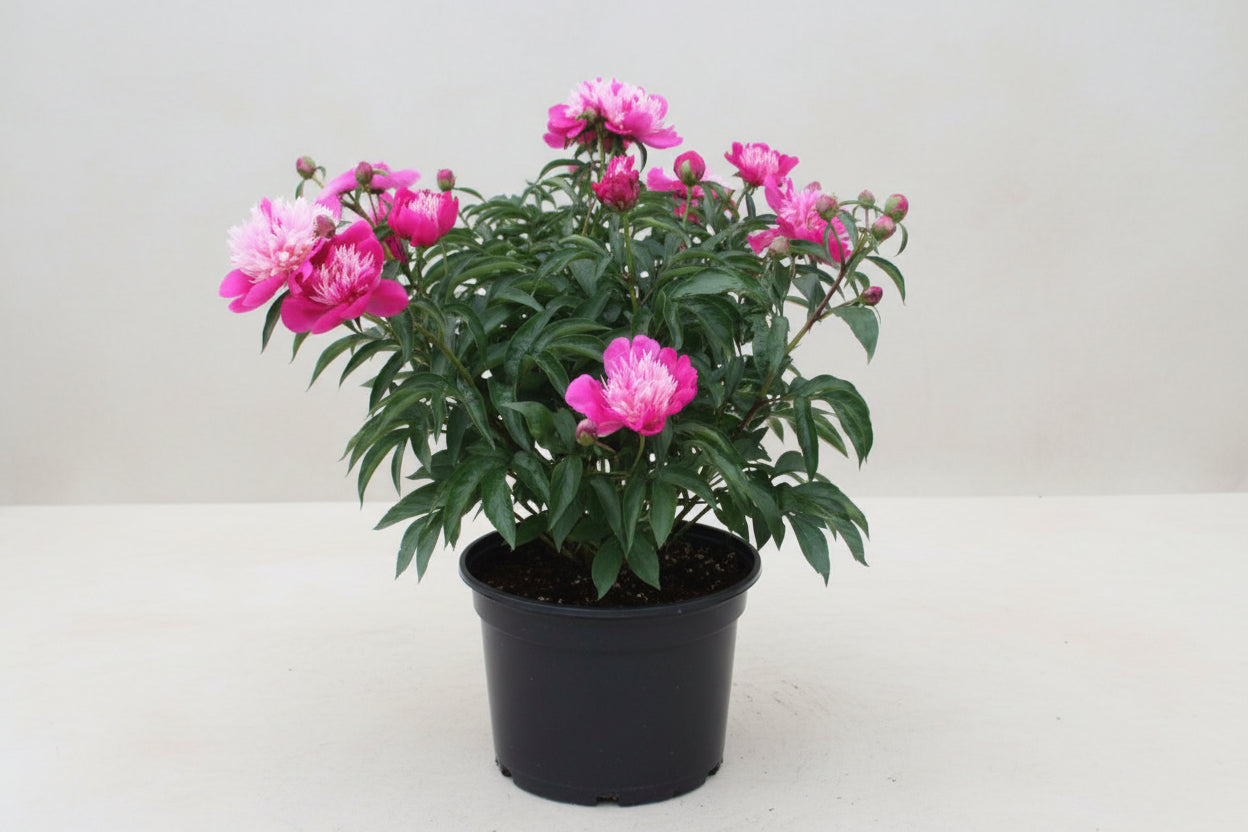 Paeonia Peony Fantastic