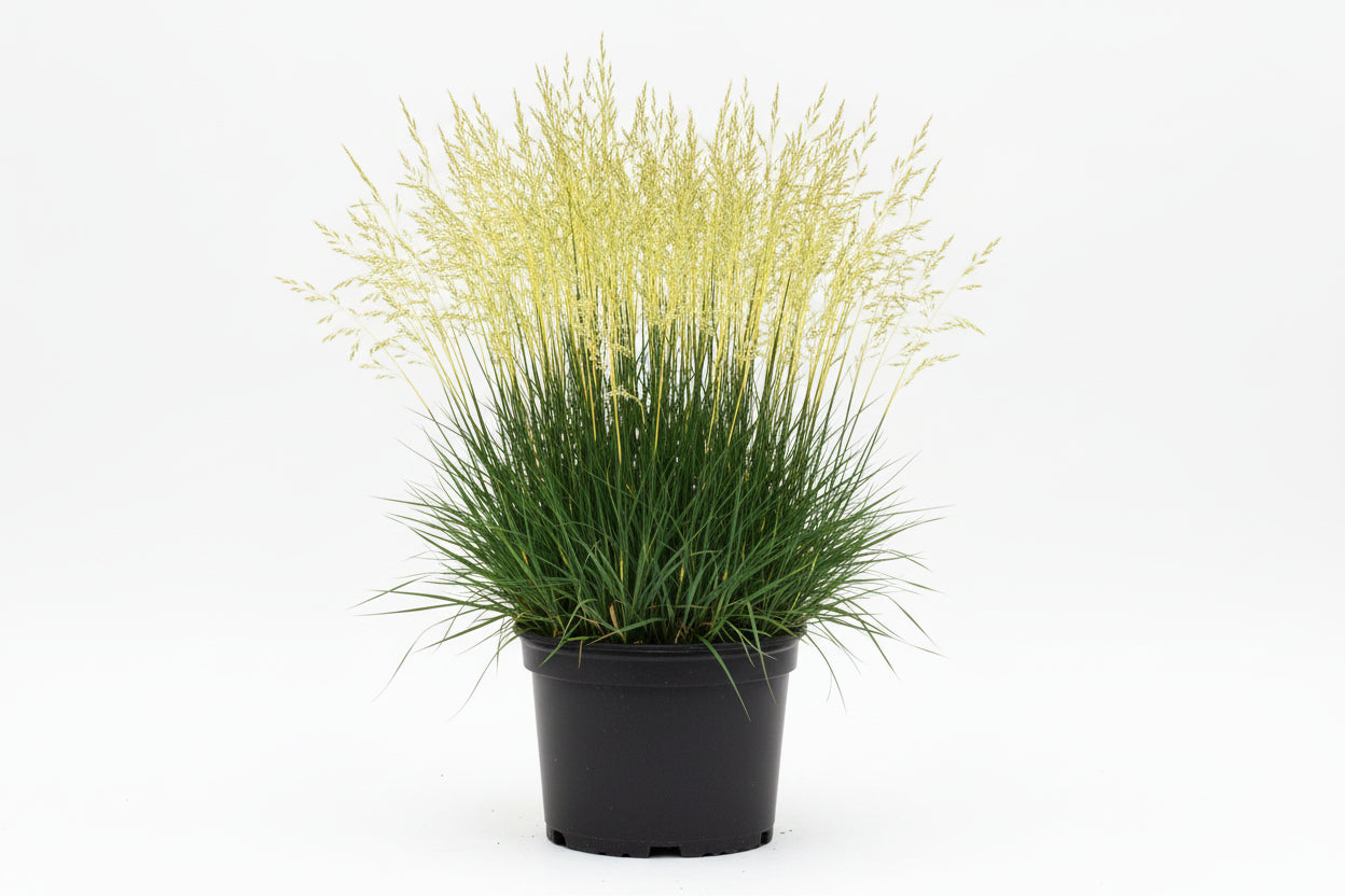 Festuca Fescue Glow Sticks