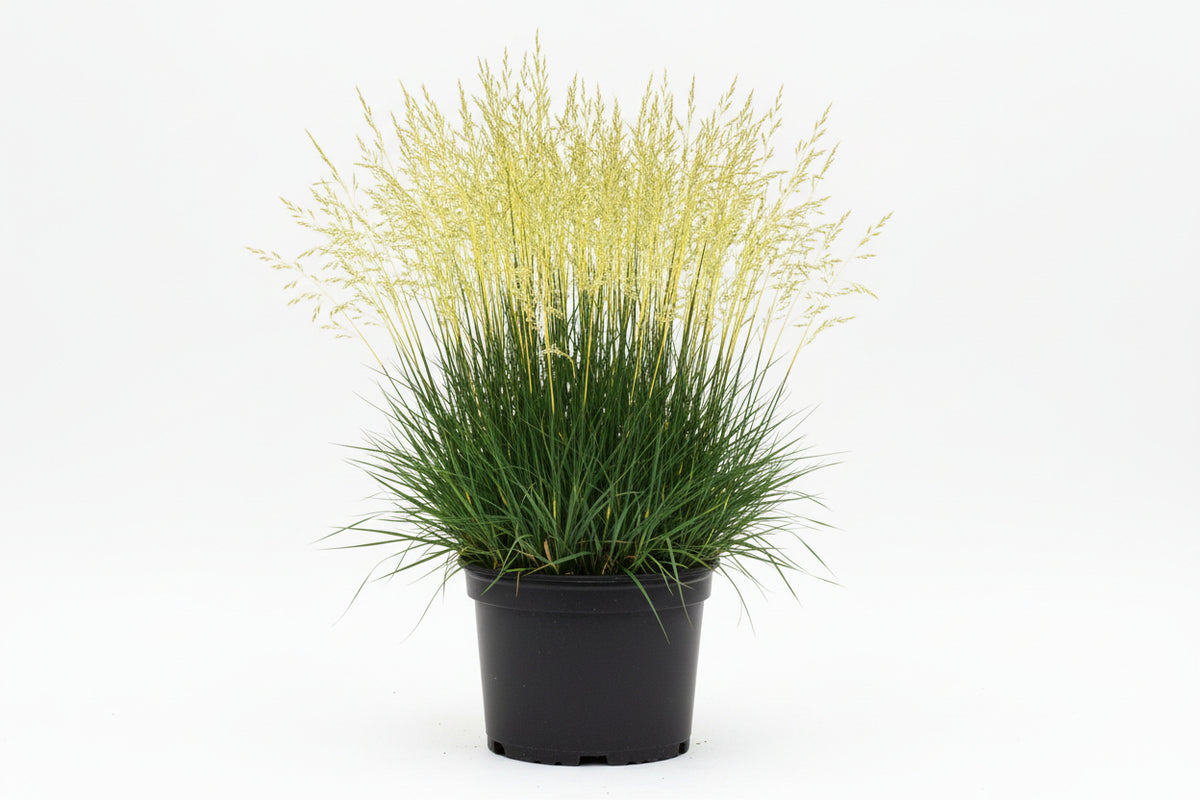 Festuca Fescue Glow Sticks