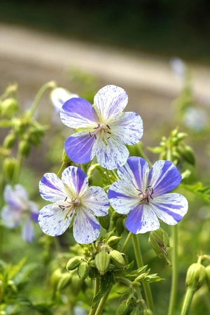 Geranium Cranesbill Delft Blue