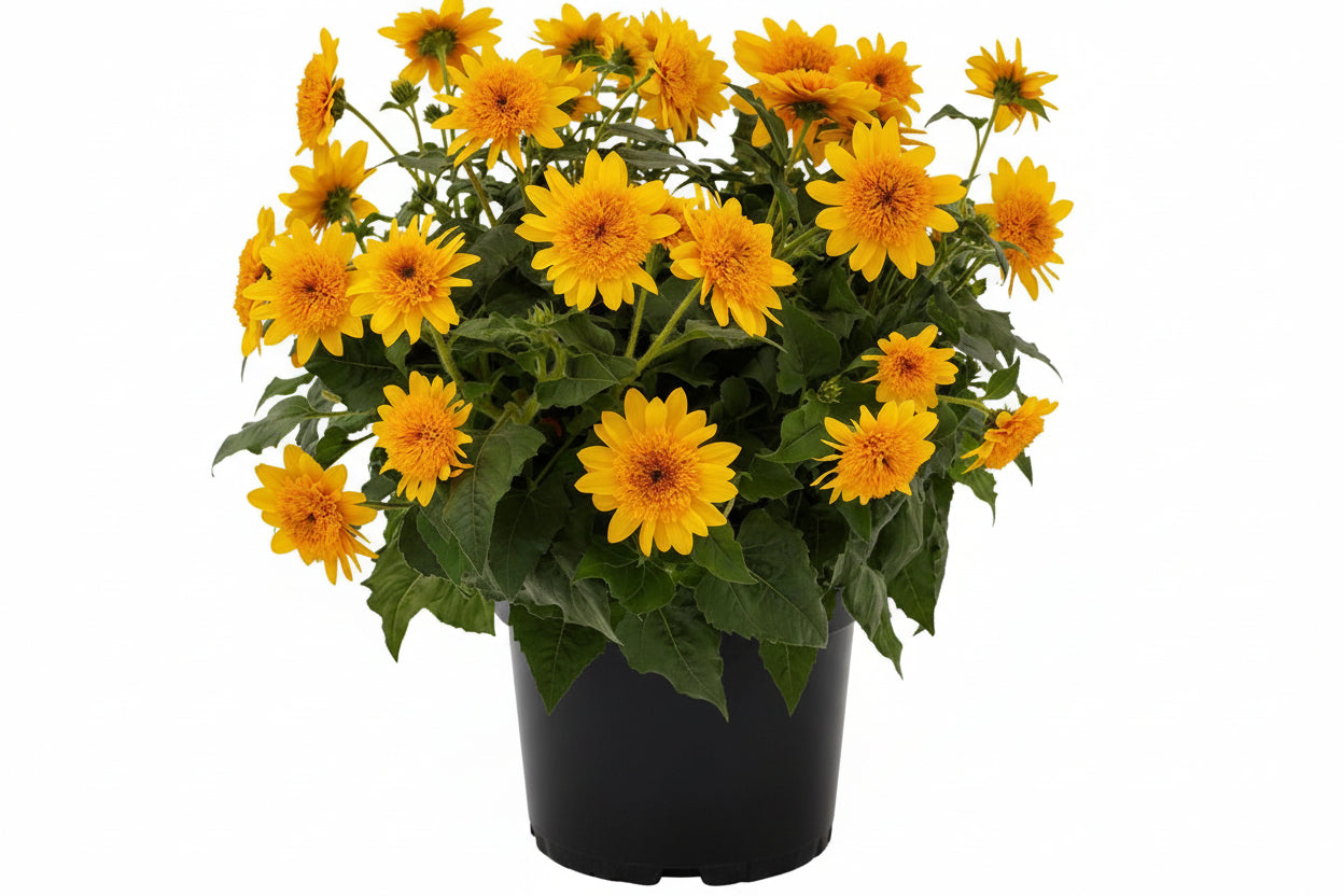 Sunfinity Double Yellow - 8" Planter