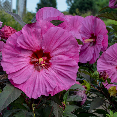 Hibiscus Rose Mallow Summerific Berry Awesome