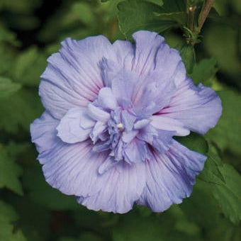 Althea Blue Chiffon, Rose of Sharon