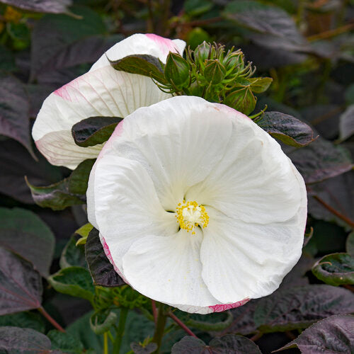 Hibiscus Rose Mallow Summerific Cookies and Cream