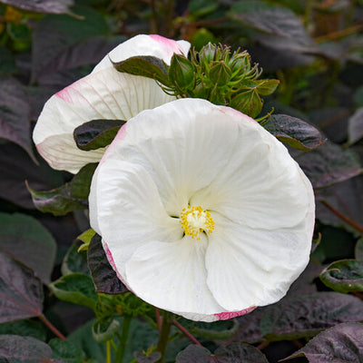 Hibiscus Rose Mallow Summerific Cookies and Cream