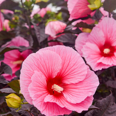 Hibiscus Rose Mallow Summerific Edge Of Night