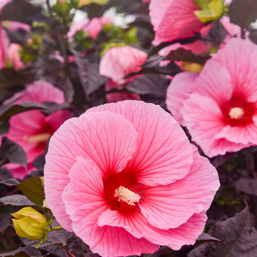 Hibiscus Rose Mallow Summerific Edge Of Night