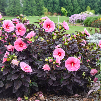 Hibiscus Rose Mallow Summerific Edge Of Night
