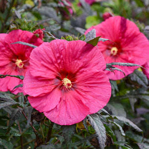 Hibiscus Rose Mallow Summerific Evening Rose
