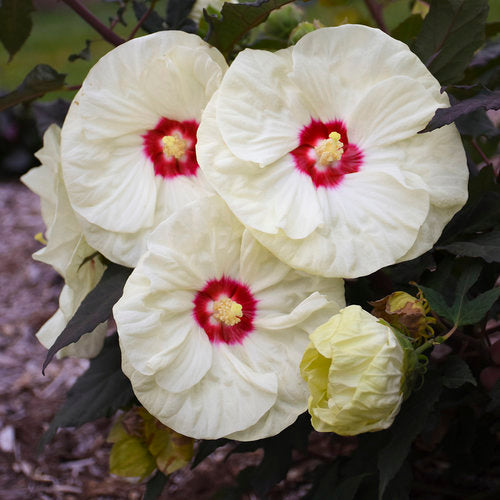 Hibiscus Rose Mallow Summerific French Vanilla