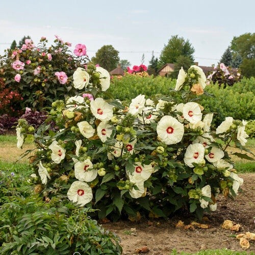 Hibiscus Rose Mallow Summerific French Vanilla