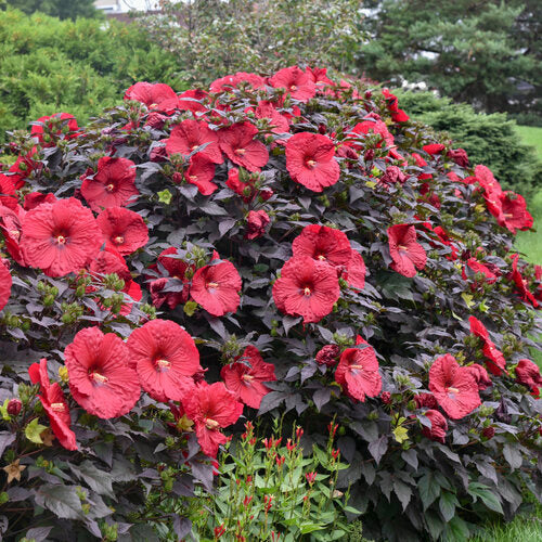 Hibiscus Rose Mallow Summerific Holy Grail