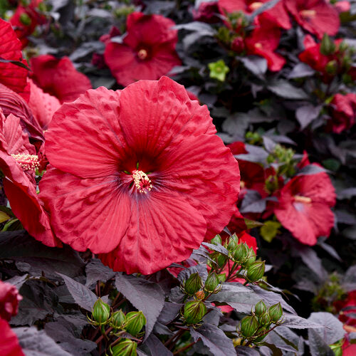 Hibiscus Rose Mallow Summerific Holy Grail