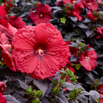 Hibiscus Rose Mallow Summerific Holy Grail