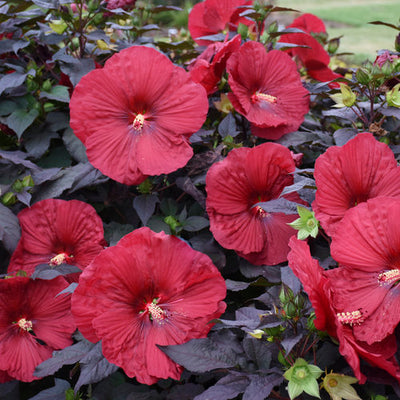 Hibiscus Rose Mallow Summerific Holy Grail