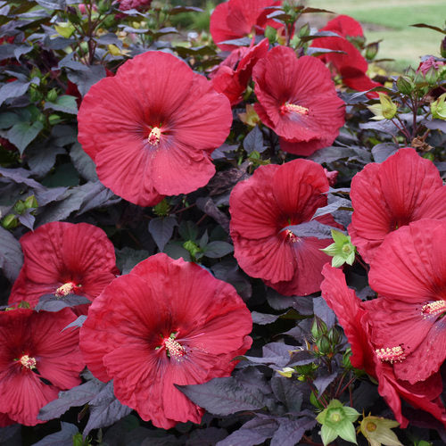 Hibiscus Rose Mallow Summerific Holy Grail
