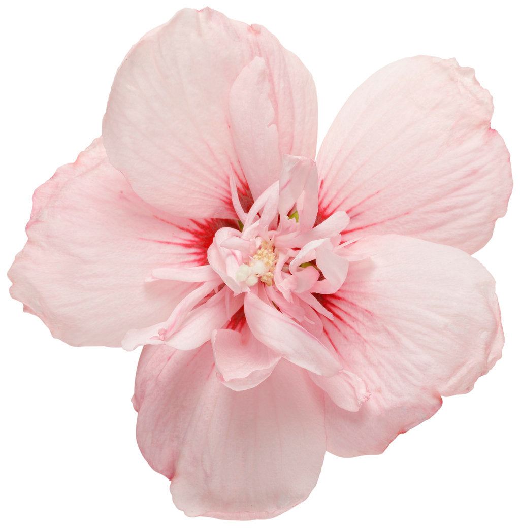 Althea Pink Chiffon, Rose of Sharon