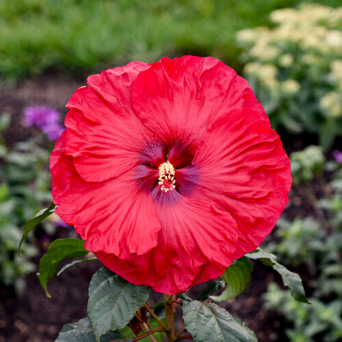 Hibiscus Rose Mallow Summerific Valentines Crush