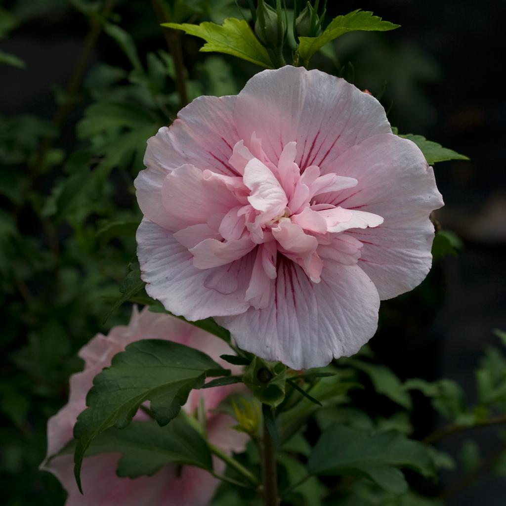 Althea Pink Chiffon, Rose of Sharon