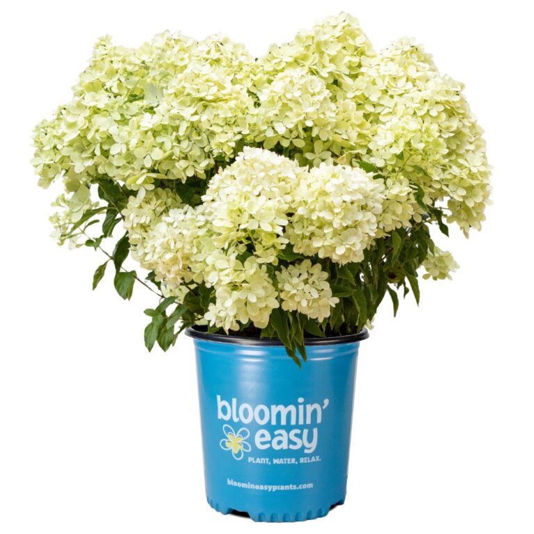 Hydrangea Panicle Bubble Bath